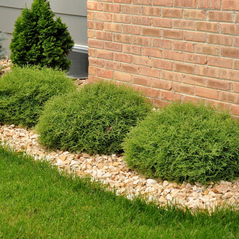 Green shrubs in a garden bed with pebbles and a brick wall in the background
