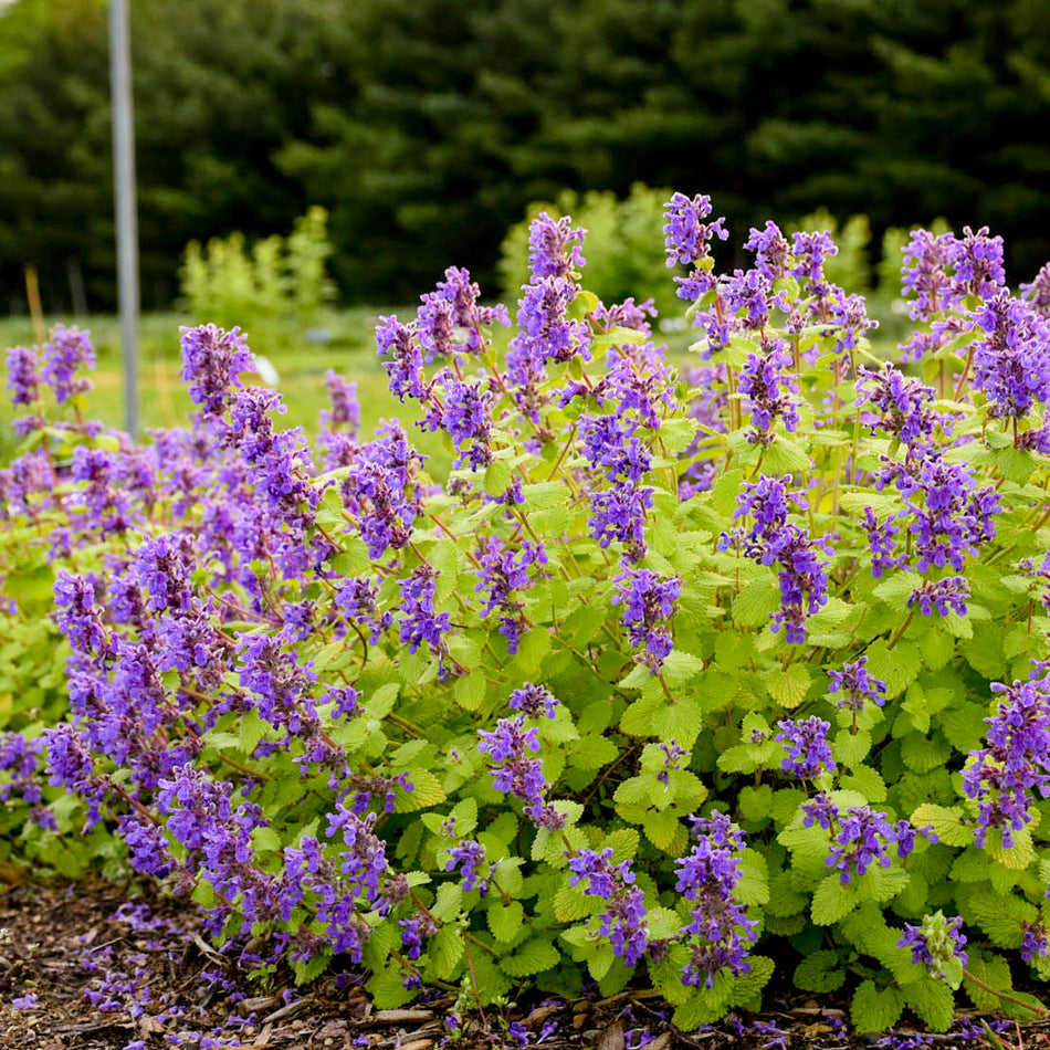 Nepeta Chartreuse on the Loose - Catmint