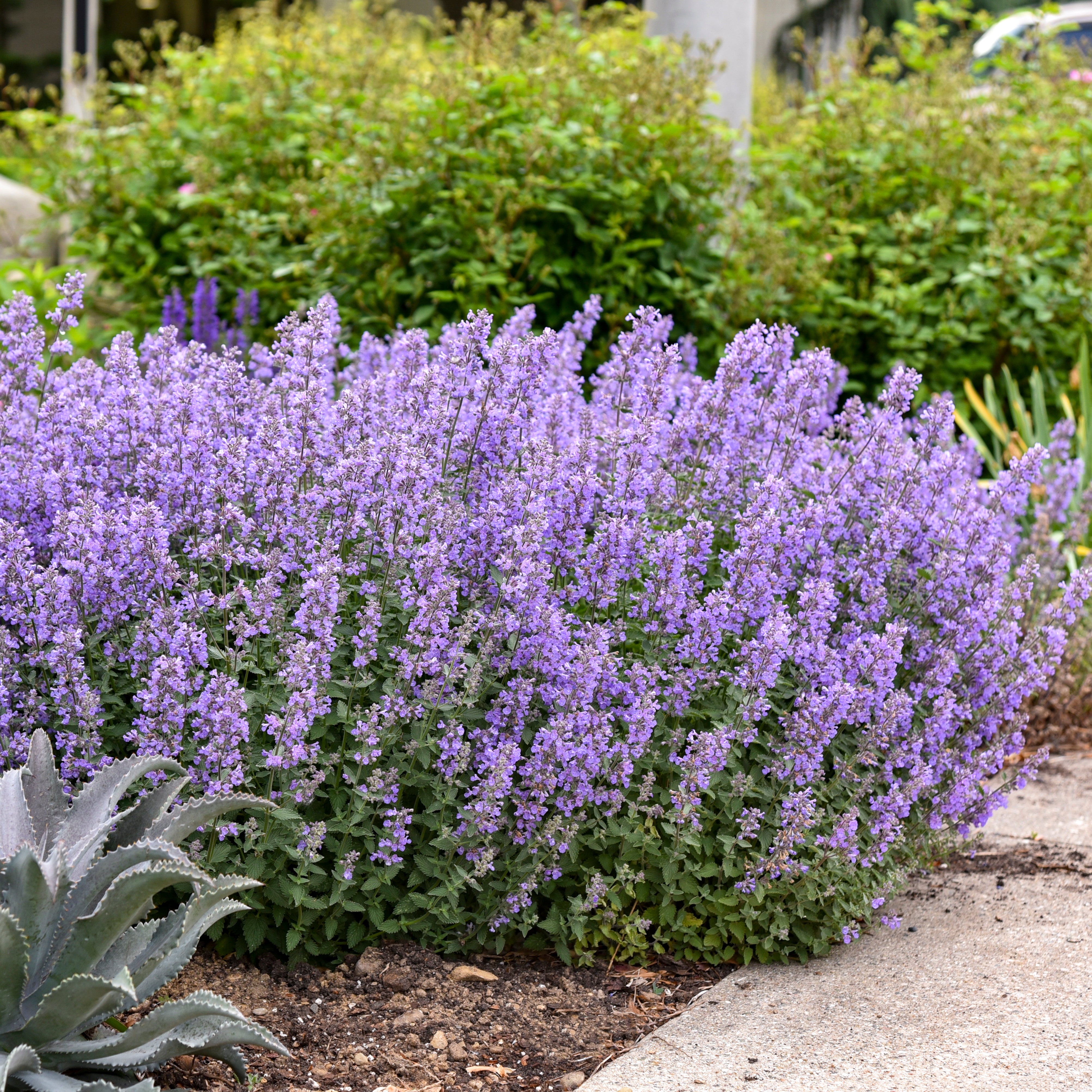 Nepeta faassenii Cat's Meow - Catmint – New Blooms Nursery
