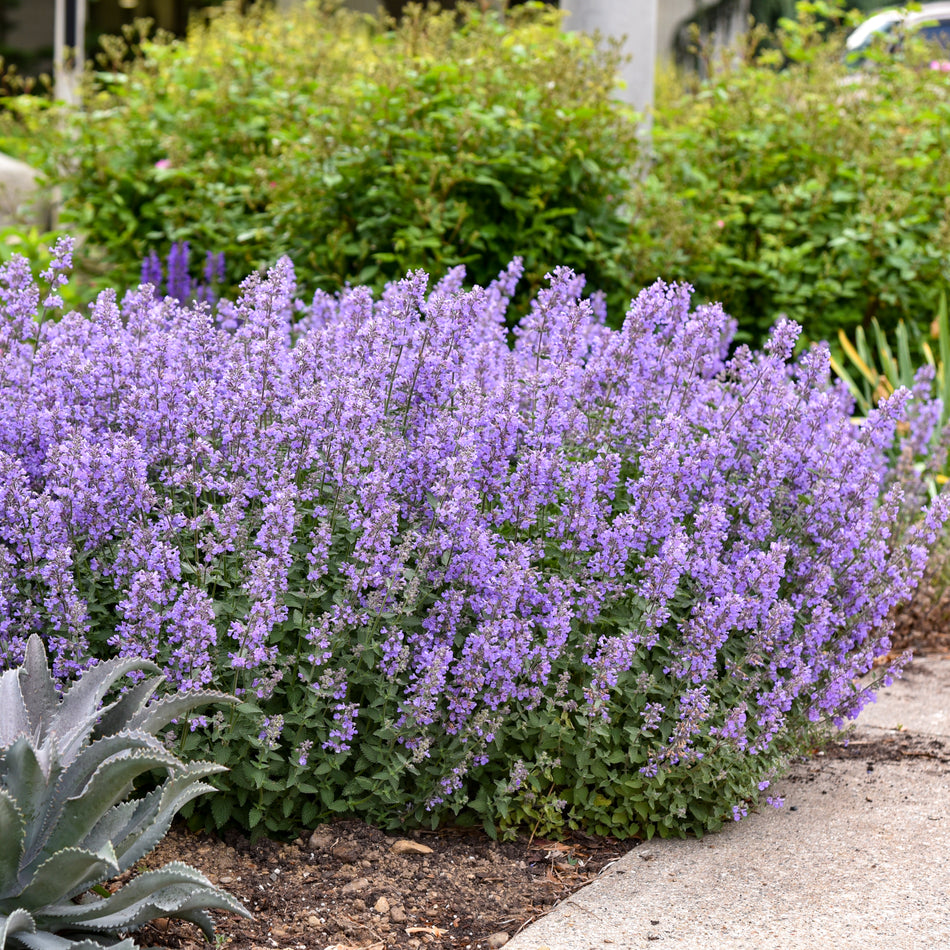 Nepeta faassenii Cat's Meow  - Catmint