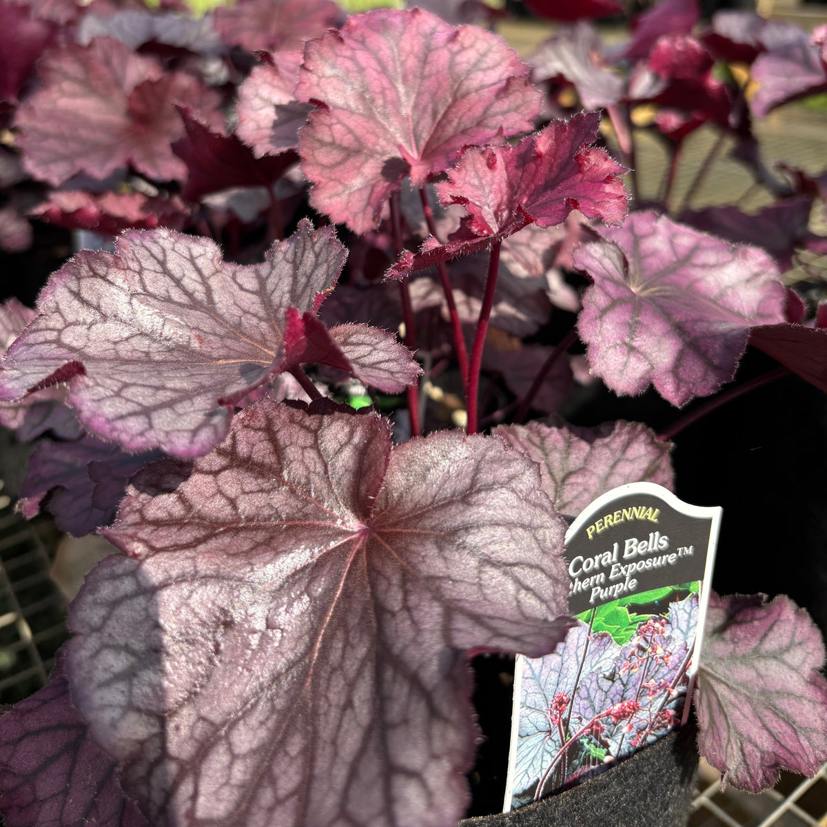 Close-up of Coral Bells Northern Exposure Purple variegated foliage in a black nursery pot, with a plant tag visible and a greenhouse background.
