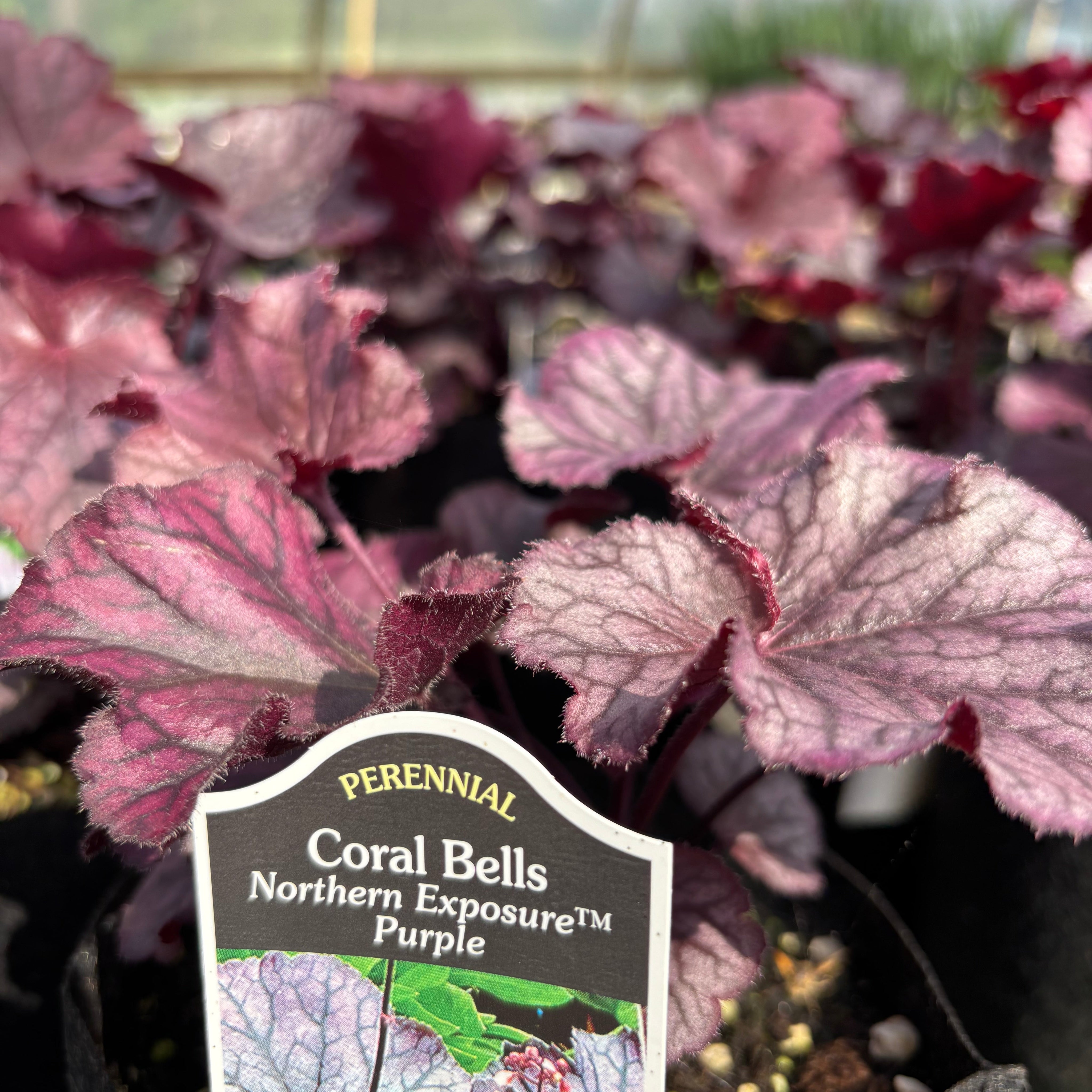 A close-up of Coral Bells 'Northern Exposure' purple perennials in a greenhouse, showing their distinctive burgundy and purple variegated leaves with a product label in the foreground.