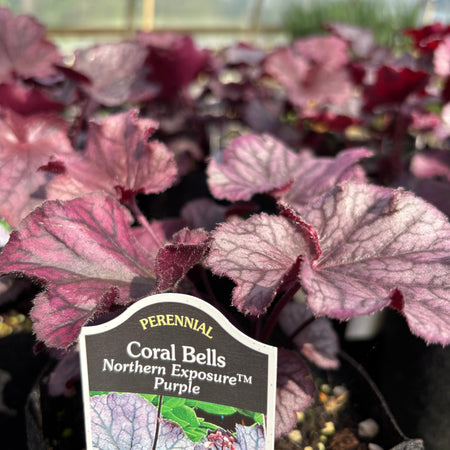 A close-up of Coral Bells 'Northern Exposure' purple perennials in a greenhouse, showing their distinctive burgundy and purple variegated leaves with a product label in the foreground.