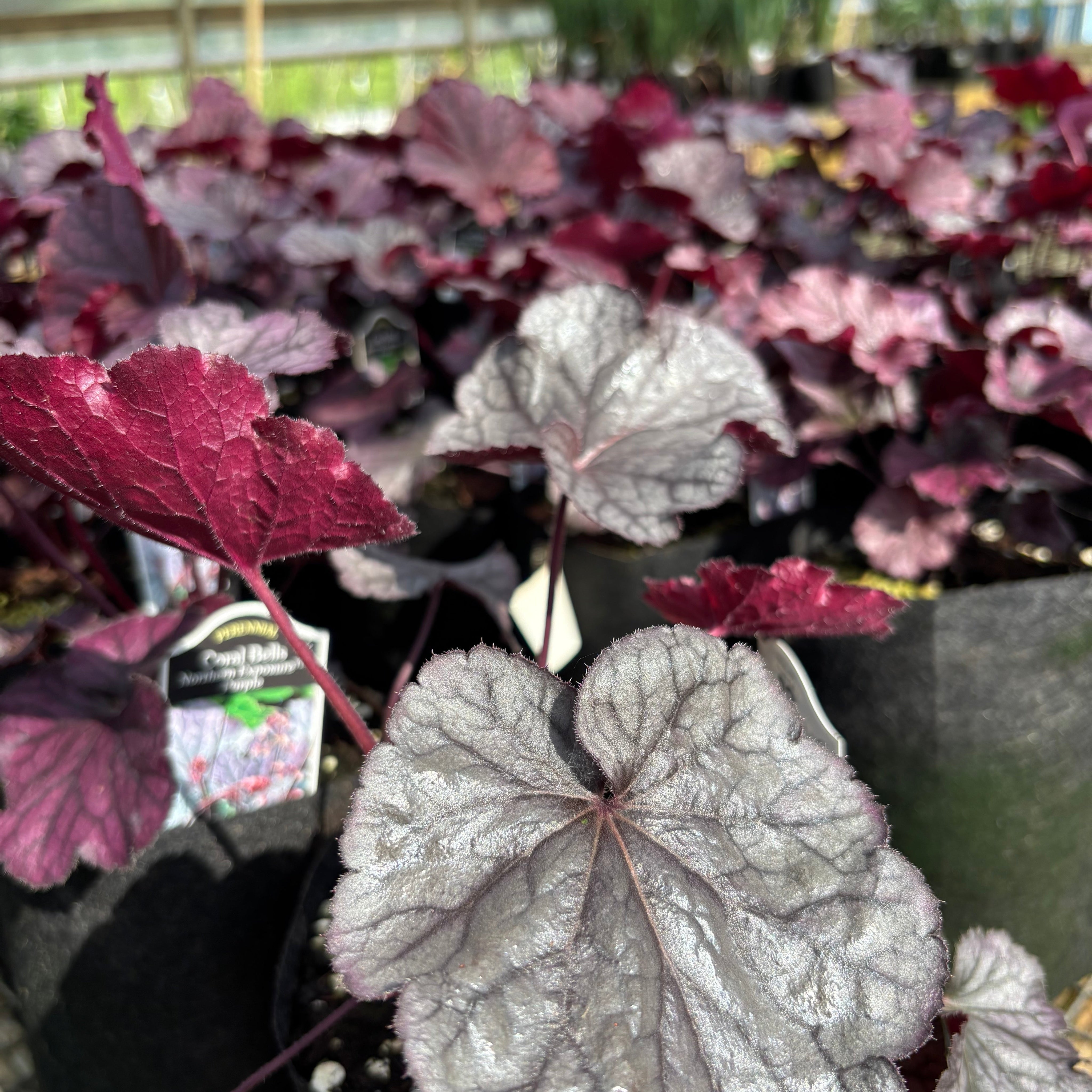 Heuchera plants in black nursery pots, featuring silvery-gray leaves with prominent burgundy veins, photographed in a greenhouse setting.