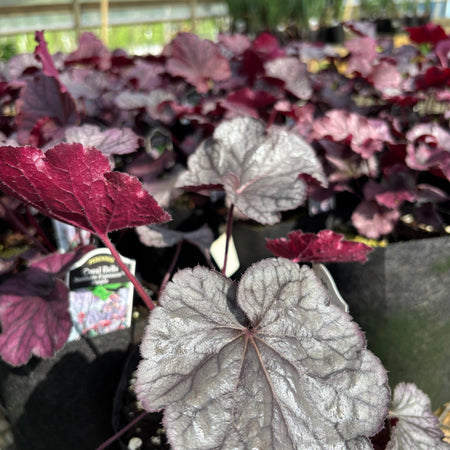 Heuchera plants in black nursery pots, featuring silvery-gray leaves with prominent burgundy veins, photographed in a greenhouse setting.