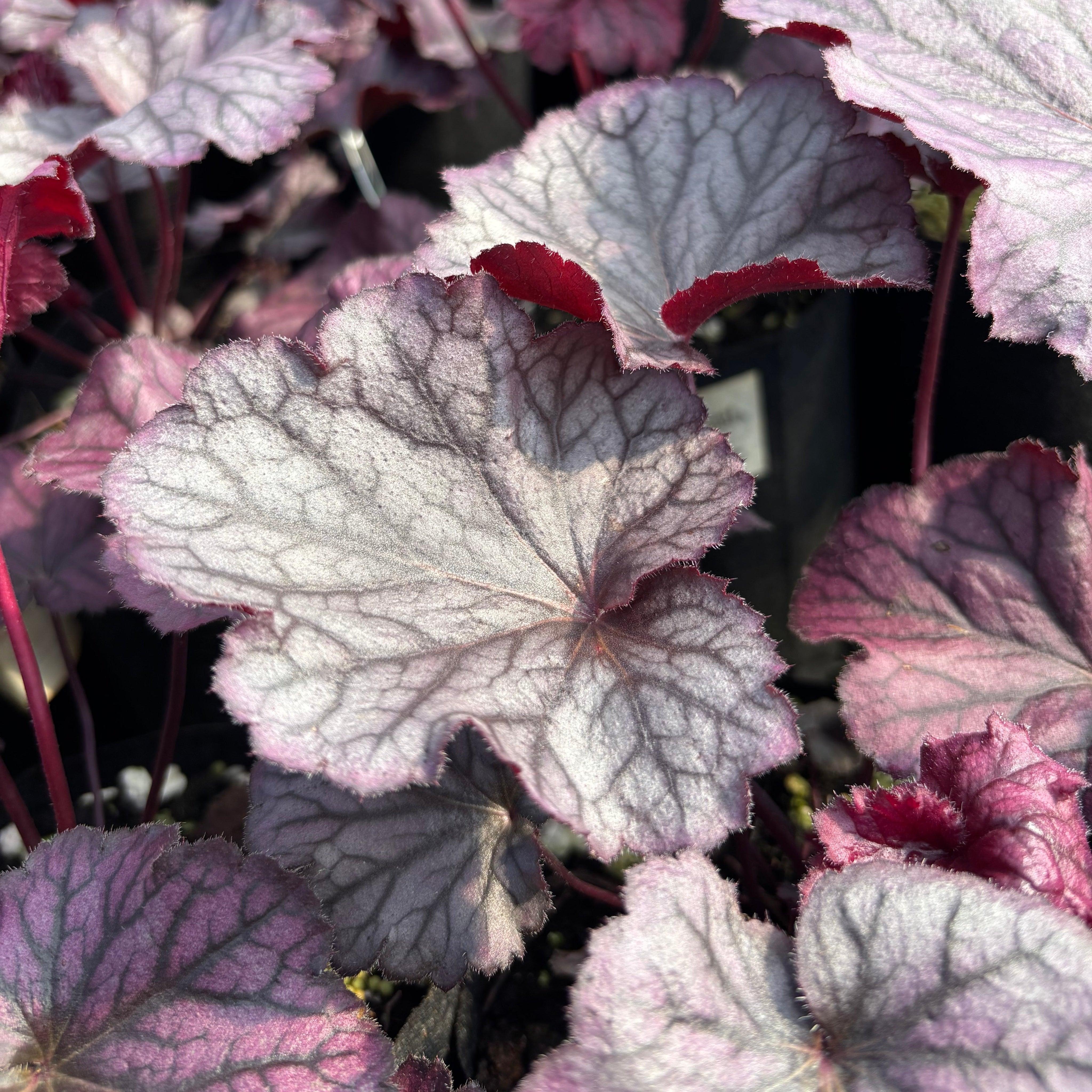 Close Up of Heuchera Northern Exposure Purple leaves. 