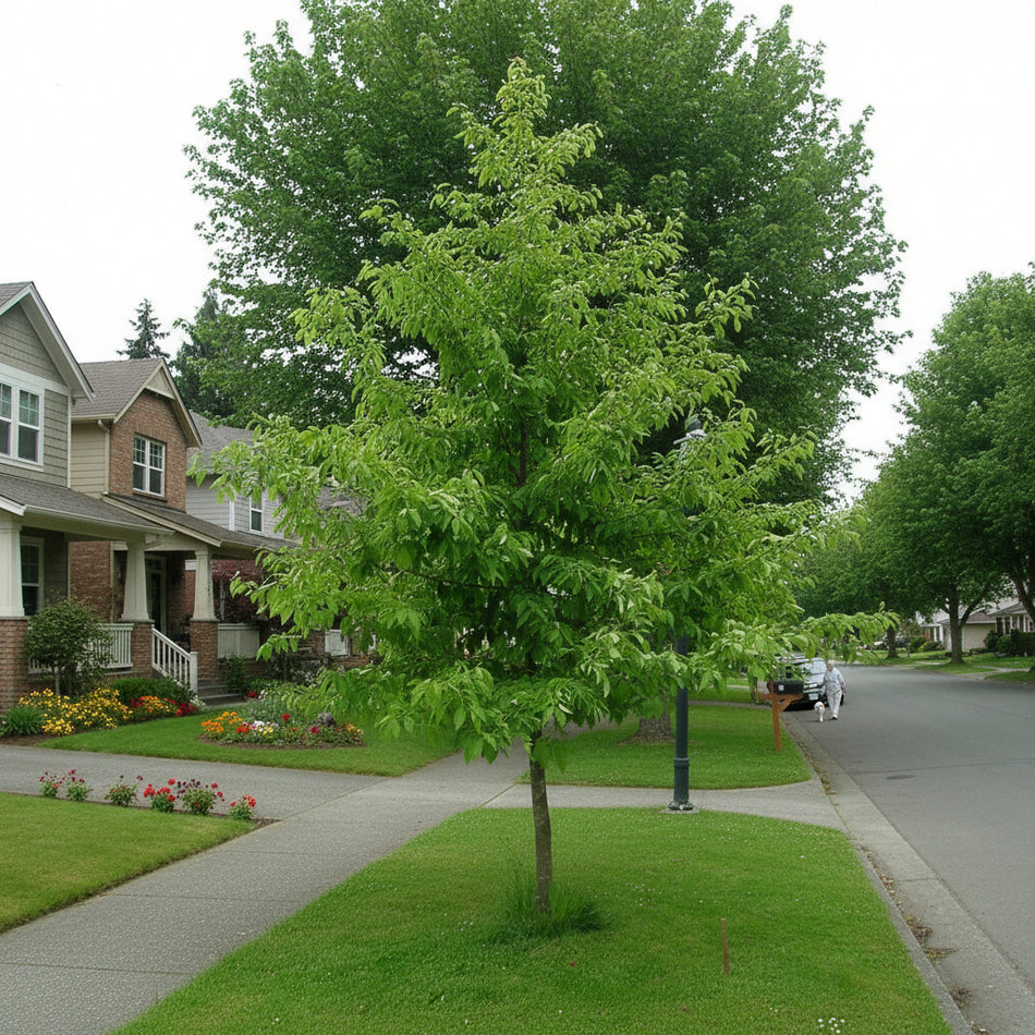 Tree on a grassy area near a road with a clear sky