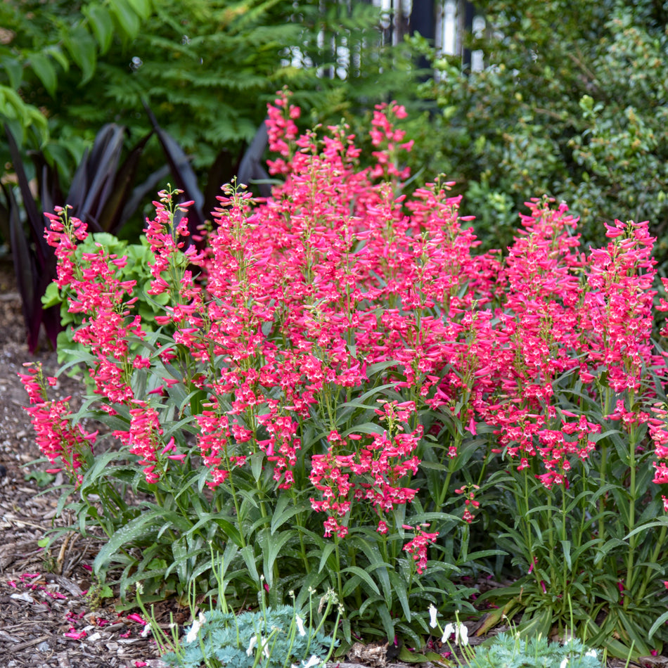 Penstemon barbatus 'Rose Rhinestones'