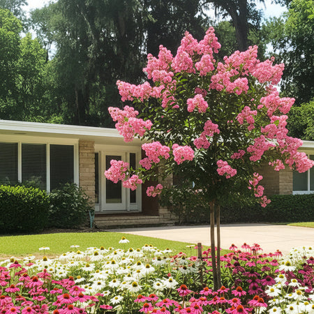 Peppermint Crape Myrtle in front of a House.