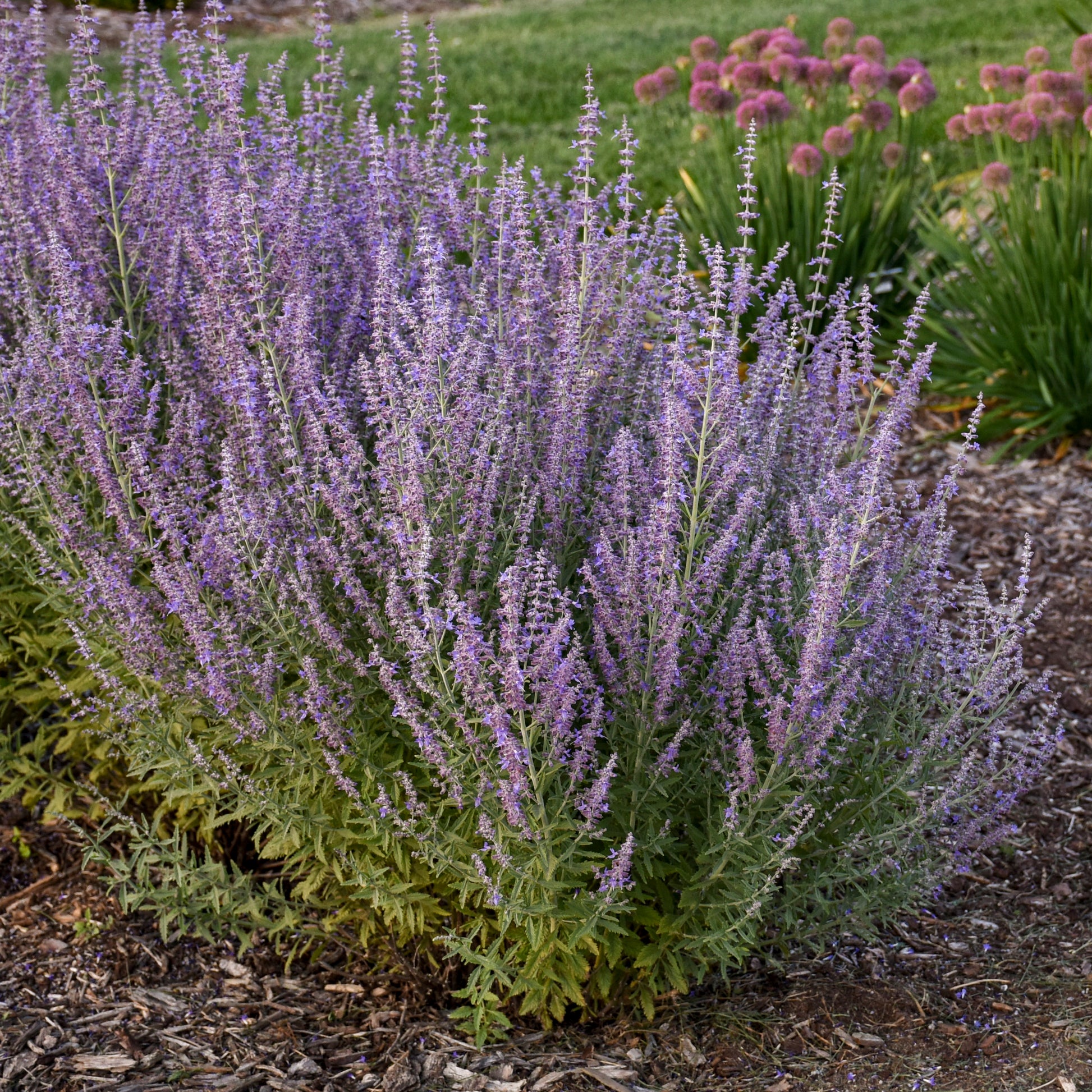 Proven Winners 0.65 Gallon 'Sage Advice' Russian Sage (Perovskia) Live Plant, Purple Flowers