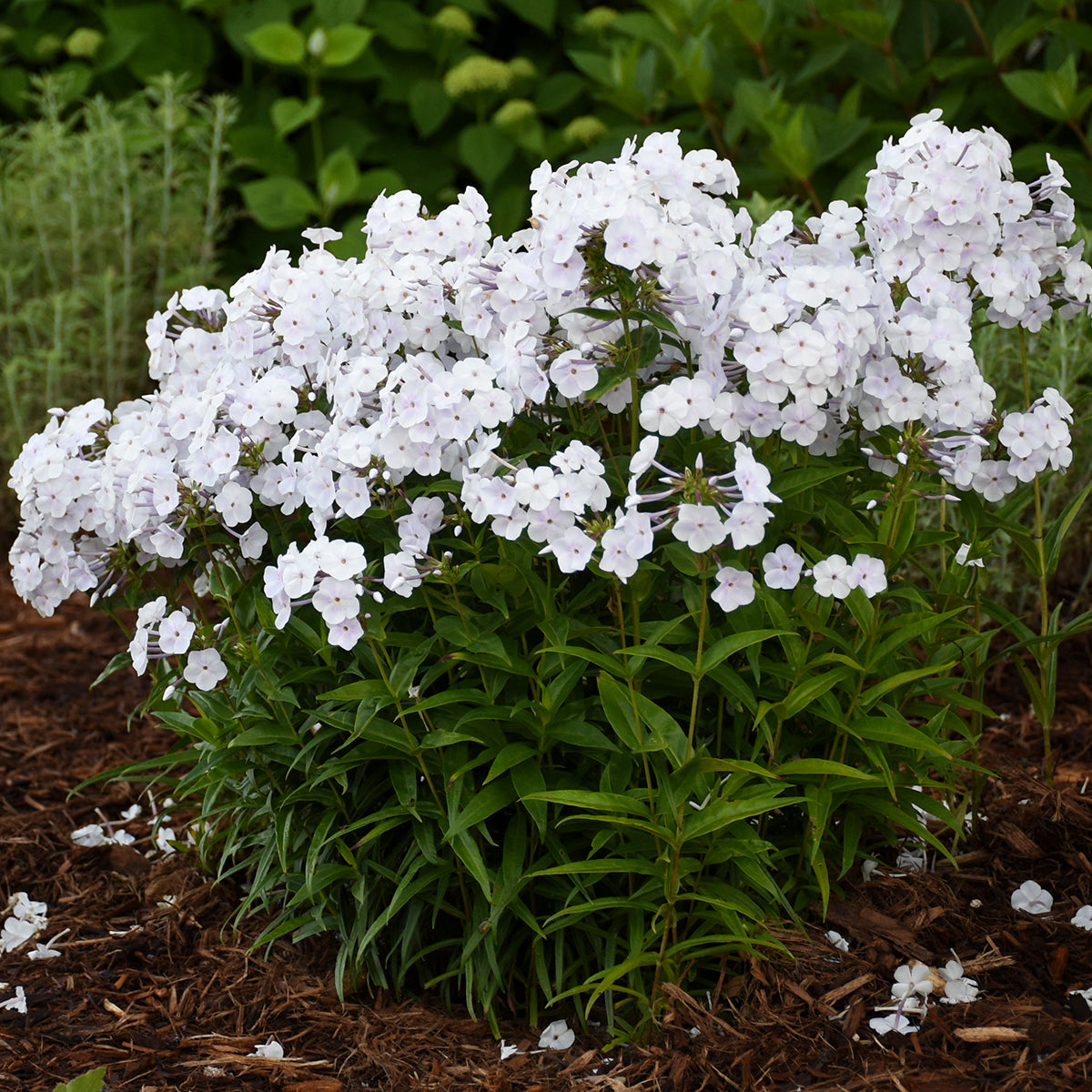 Phlox Fashionably Early Crystal