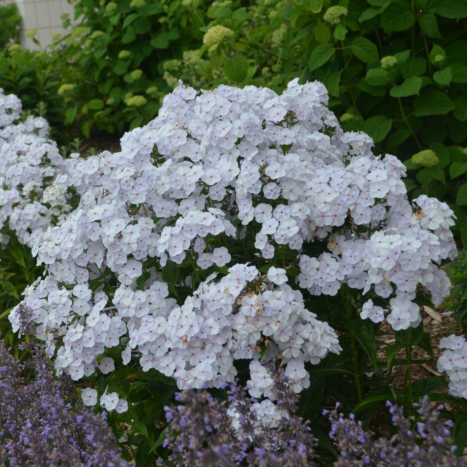 Phlox Fashionably Early Crystal