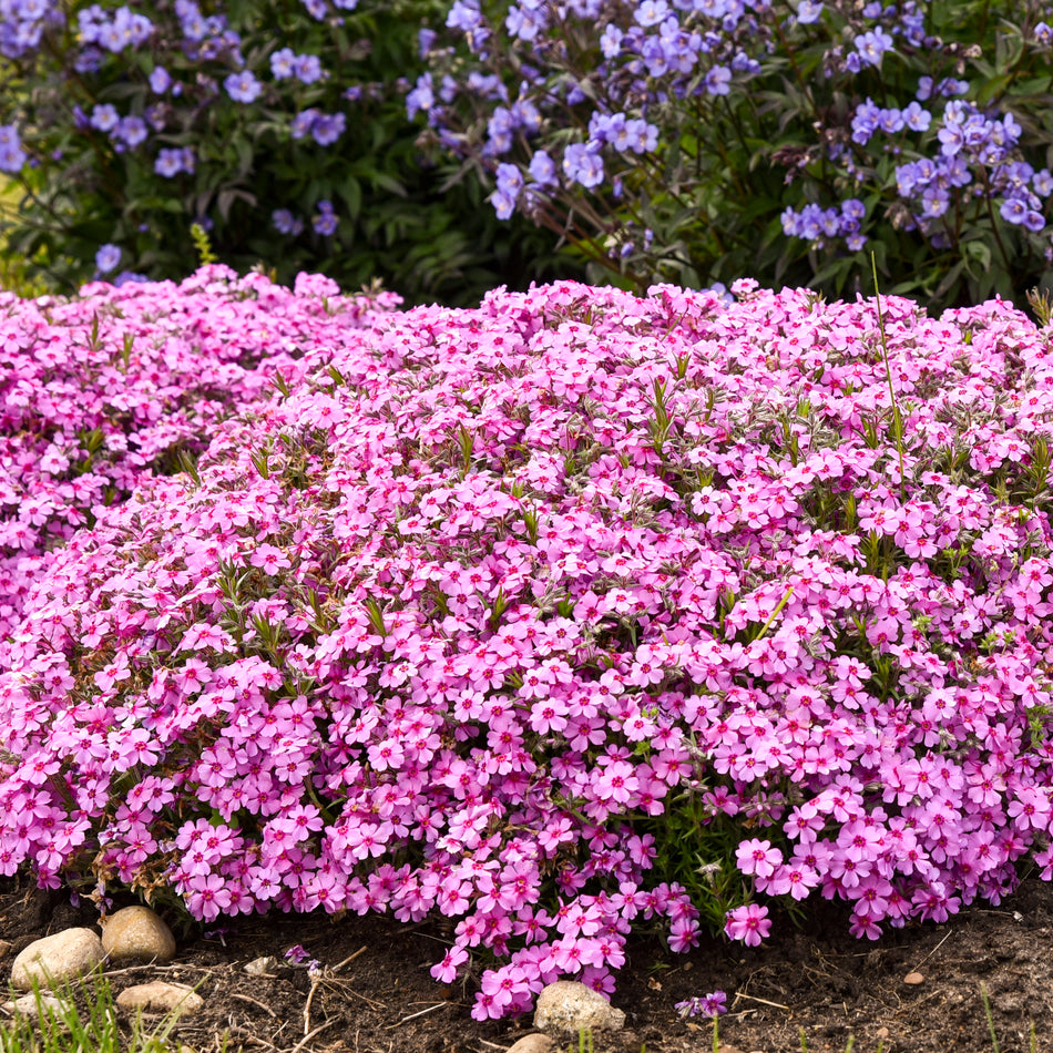 Phlox subulata 'Eye Caramba' - Creeping Phlox