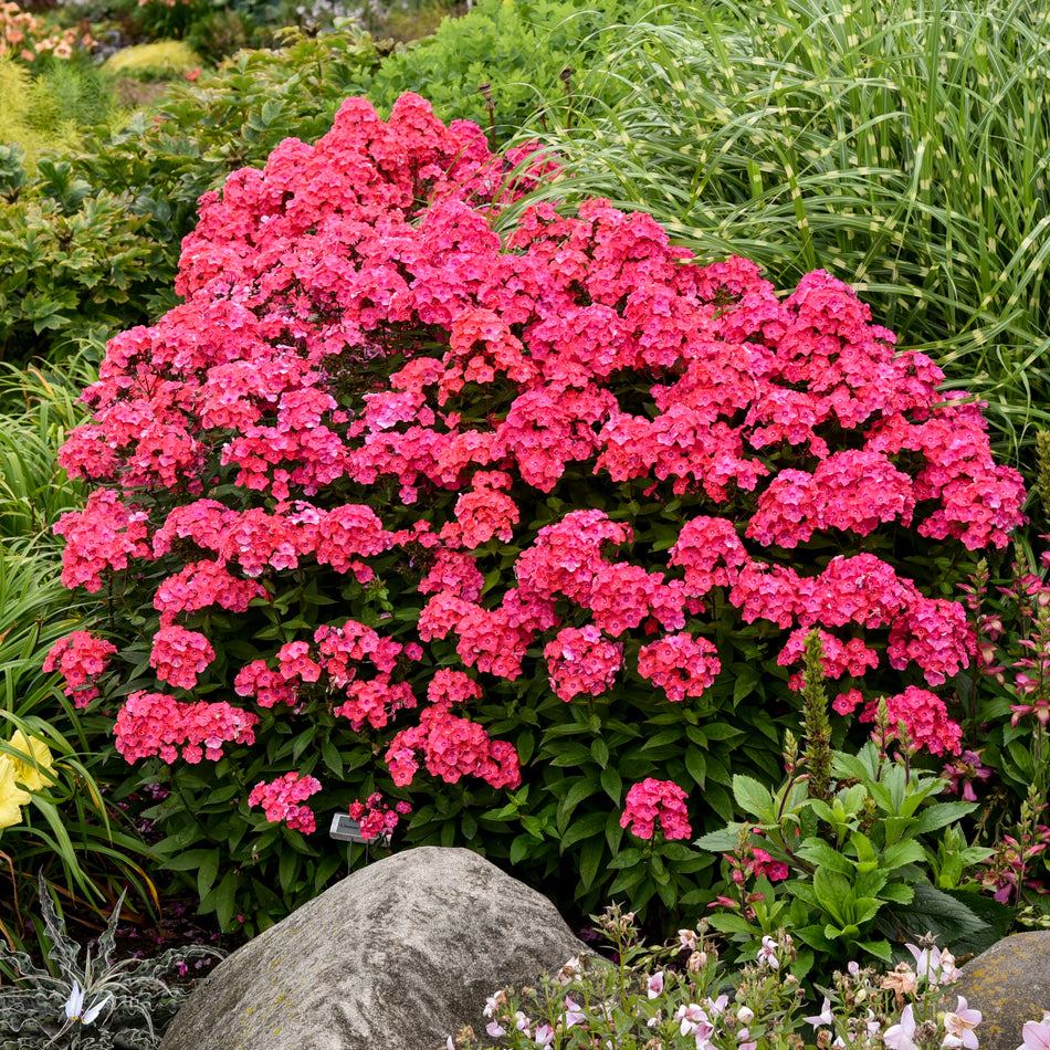 Phlox paniculata Glamour Girl