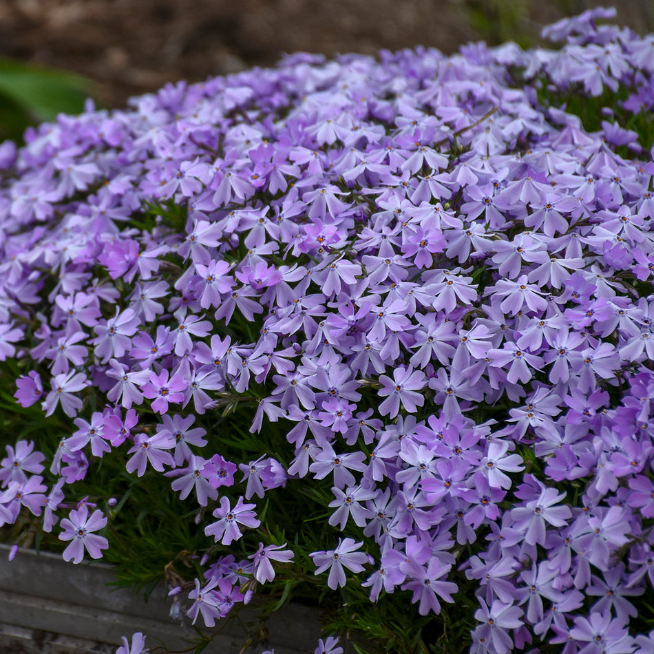 Phlox subulata Blue Emerald - Creeping Phlox