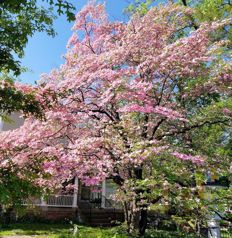 Pink Flowering Dogwood