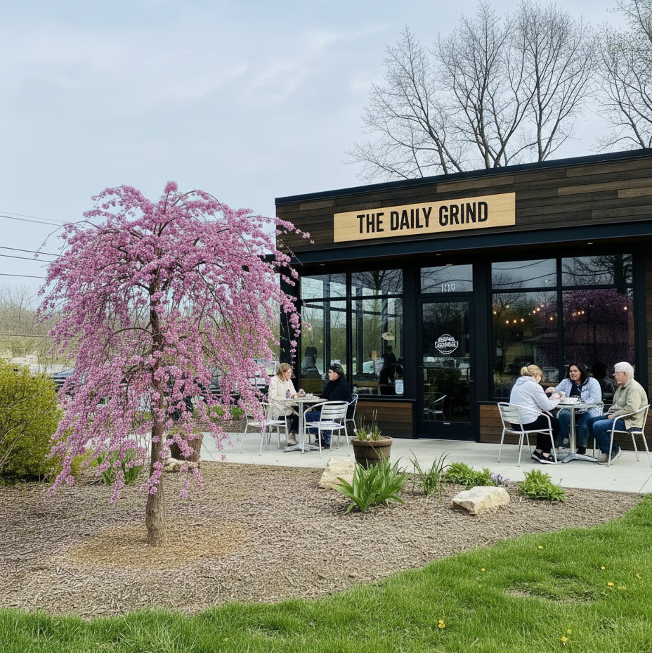 pink heartbreaker weeping redbud in front of a coffee shop