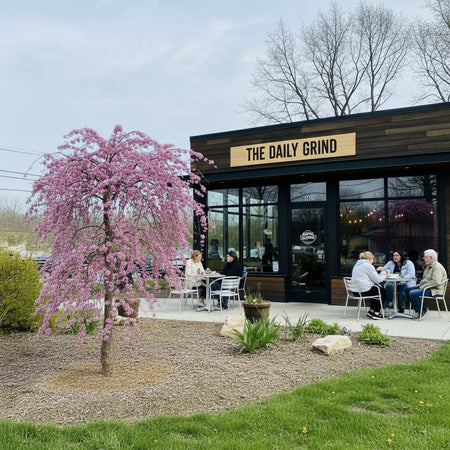 pink heartbreaker weeping redbud in front of a coffee shop