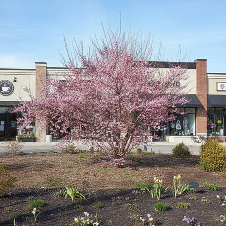 Prunus Mume Bonita in a shopping mall Nashville TN