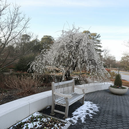 Wooden bench in a garden setting with a flowering tree in the background. Tree is Prunus Mume Bridal Veil