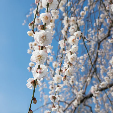 Snow-covered cherry blossoms with a blurred background - Prunus Mume Bridal Veil