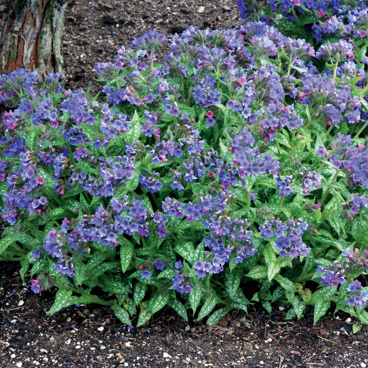 New Blooms Nursery Pulmonaria Trevi Fountain - Thumbnail 4