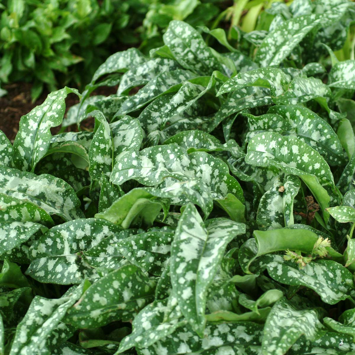New Blooms Nursery Pulmonaria Trevi Fountain - Thumbnail 3