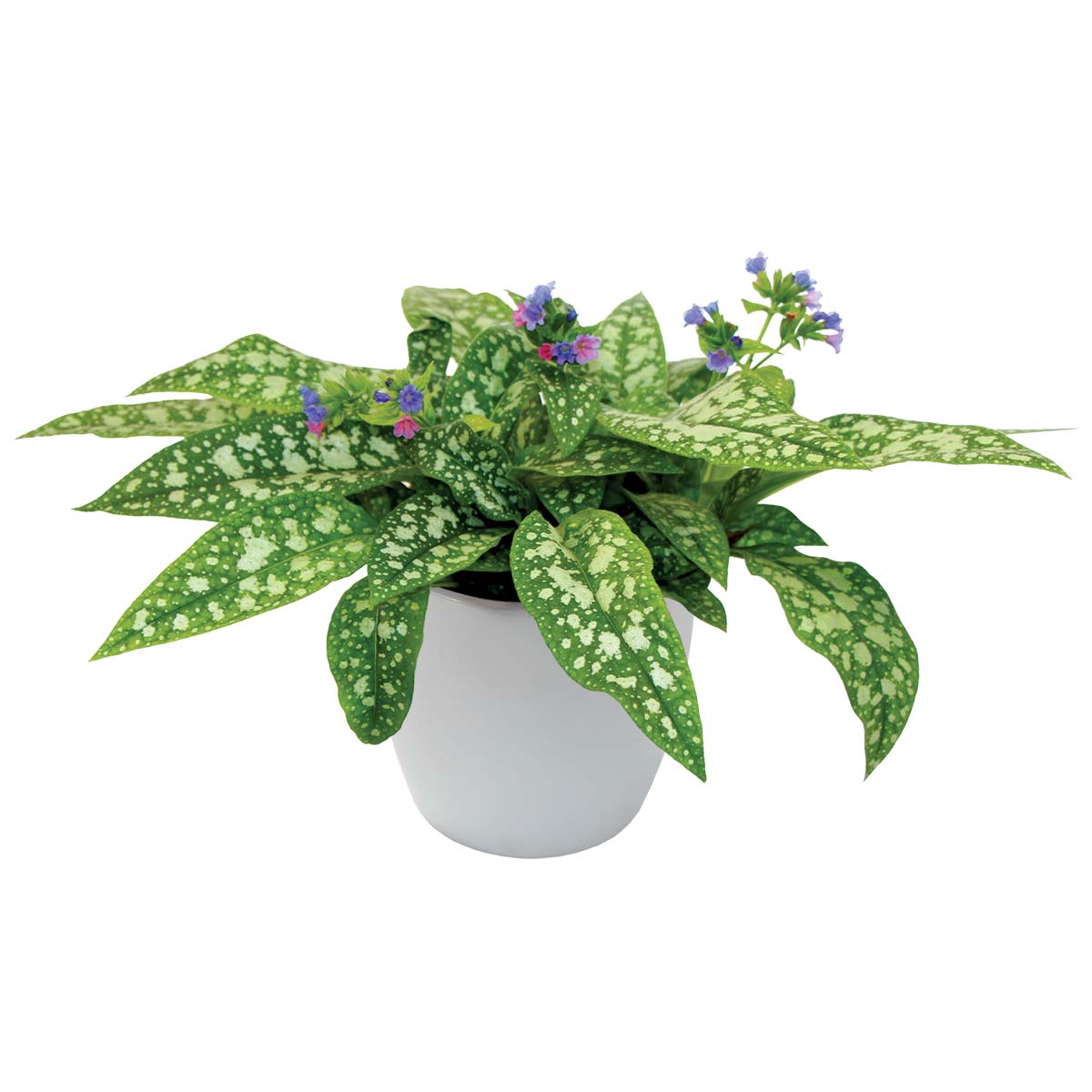 TERRA NOVA Pulmonaria Trevi Fountain - Thumbnail 2