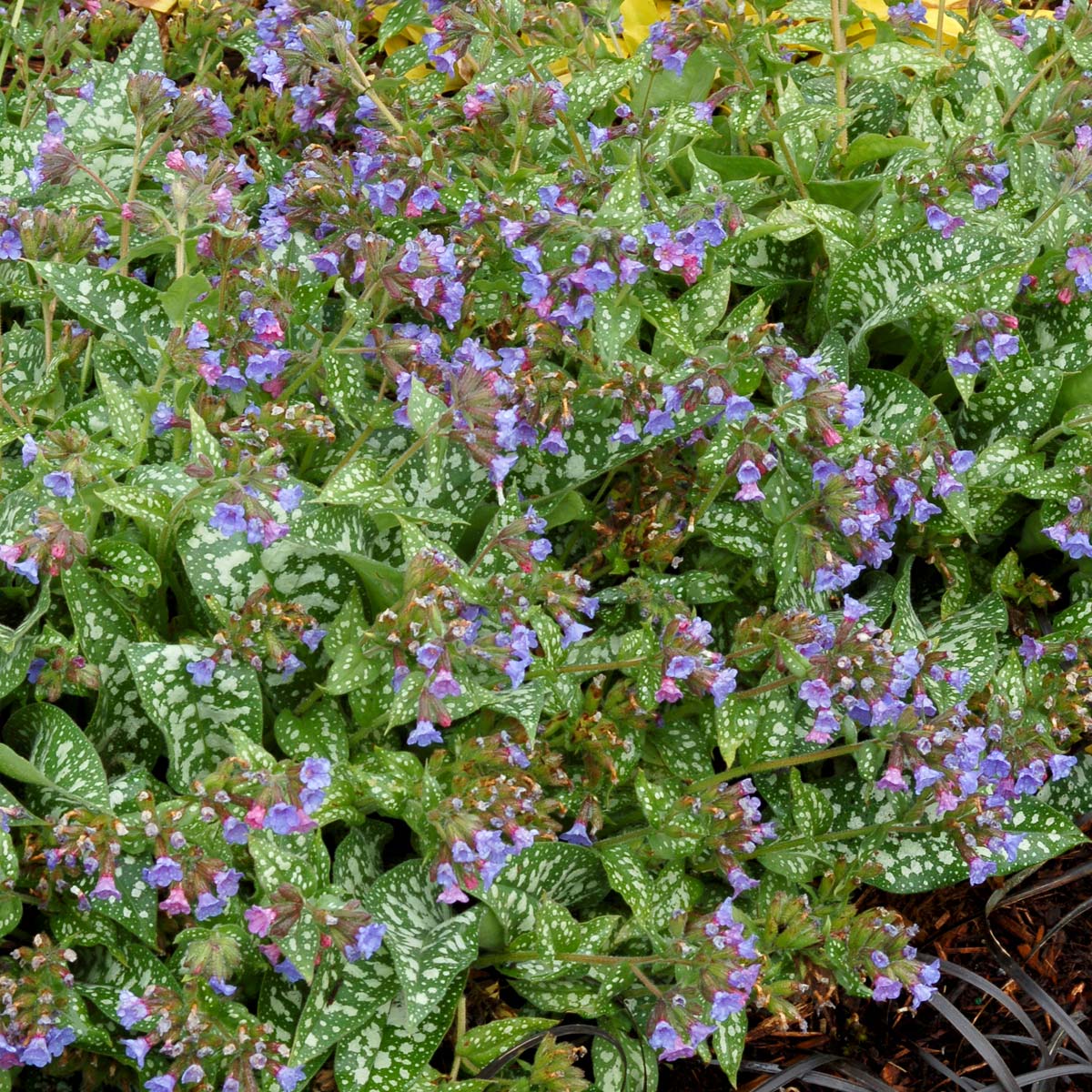 TERRA NOVA Pulmonaria Trevi Fountain - Thumbnail 3