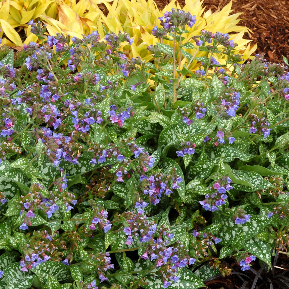 Pulmonaria ' Trevi Fountain'