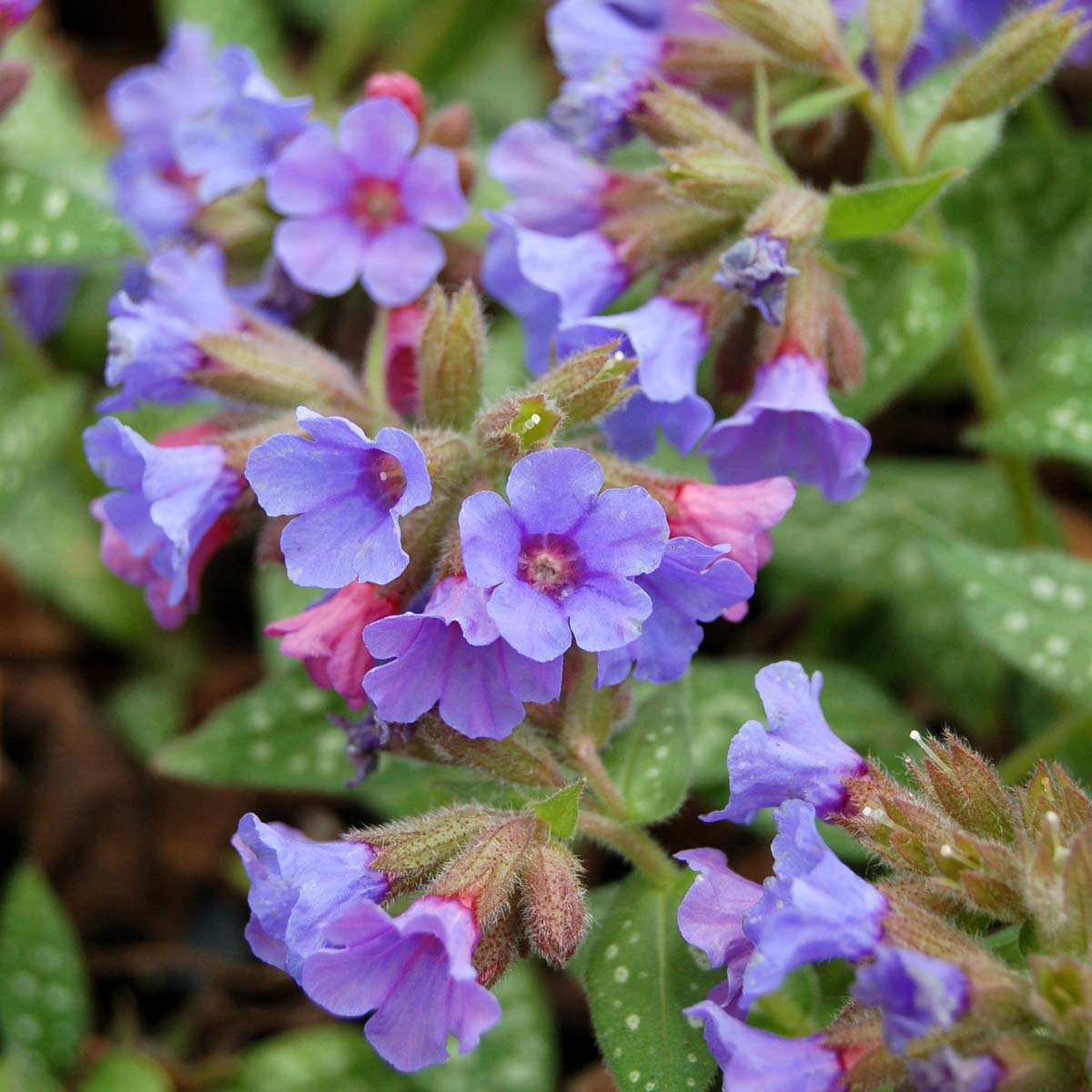 TERRA NOVA Pulmonaria Trevi Fountain - Thumbnail 5