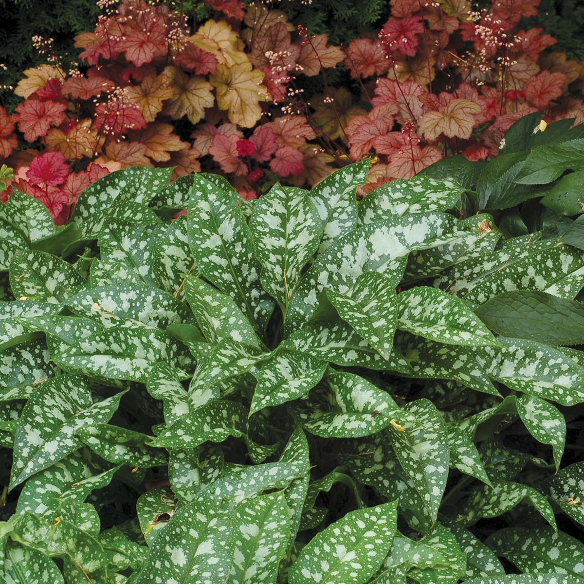 TERRA NOVA Pulmonaria Trevi Fountain - Thumbnail 4