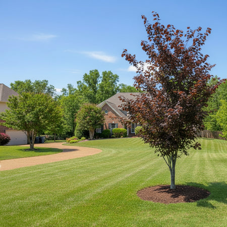 Purple Vase Redbud in a suburban yard.