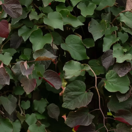 Leaves of a Purple Rain Redbud.