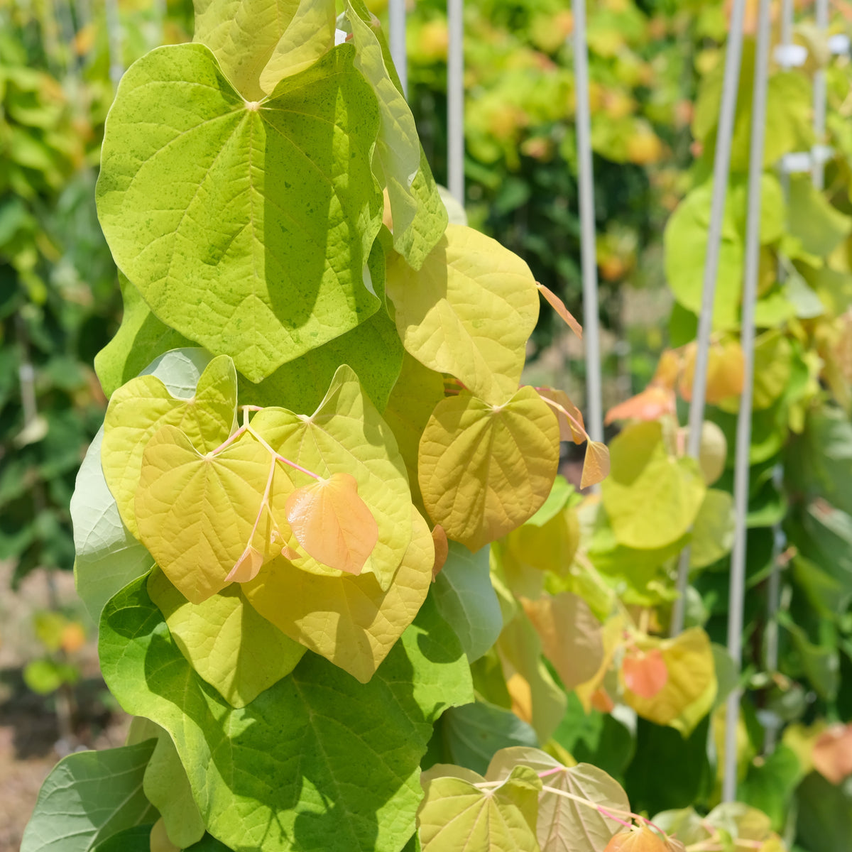 Rising Sun™ Redbud – New Blooms Nursery