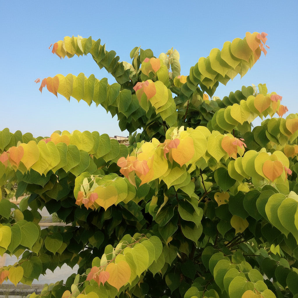 Rising Sun Redbud Leaves