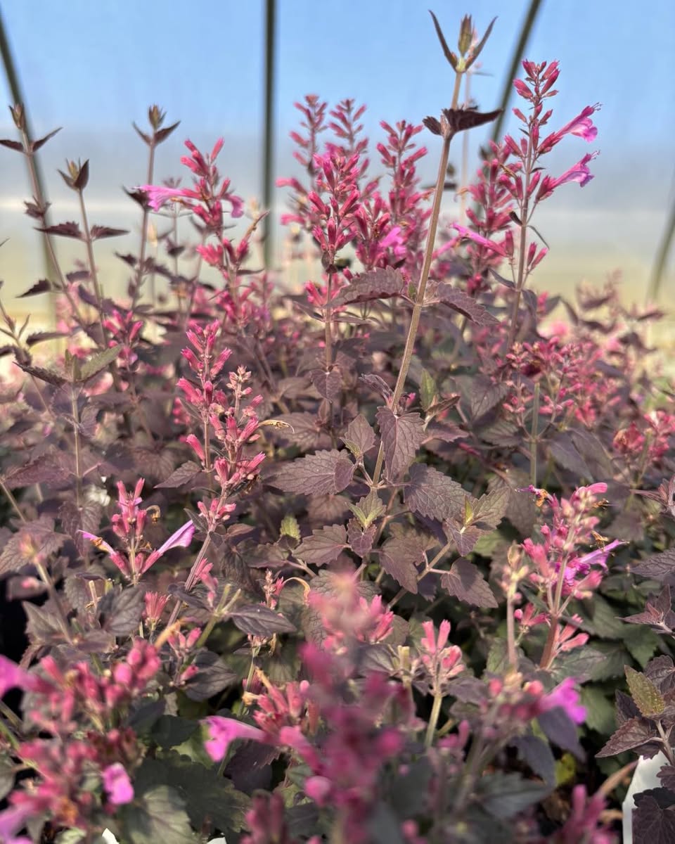 Agastche Royal Raspberry Agastache Royal Raspberry – New Blooms Nursery
