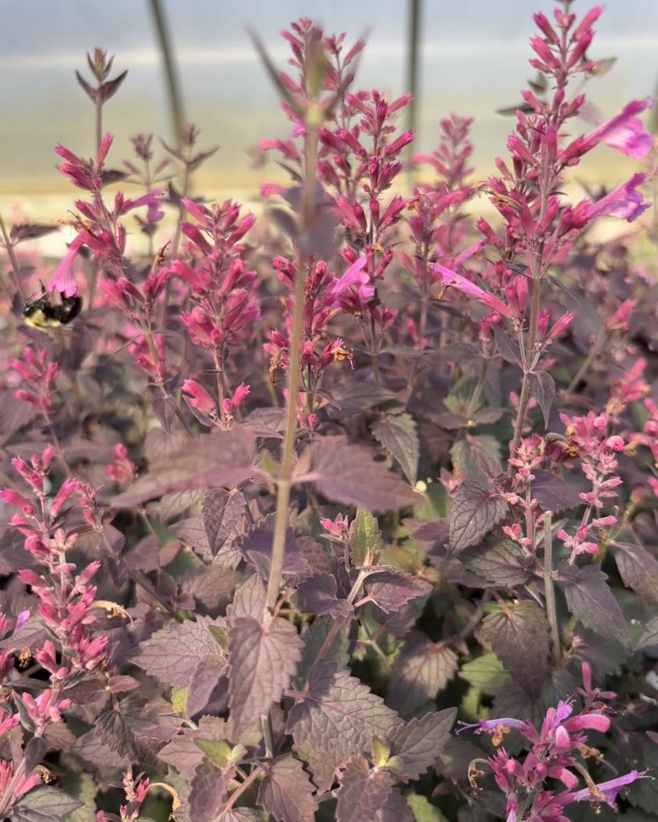 Agastche Royal Raspberry Agastache Royal Raspberry – New Blooms Nursery
