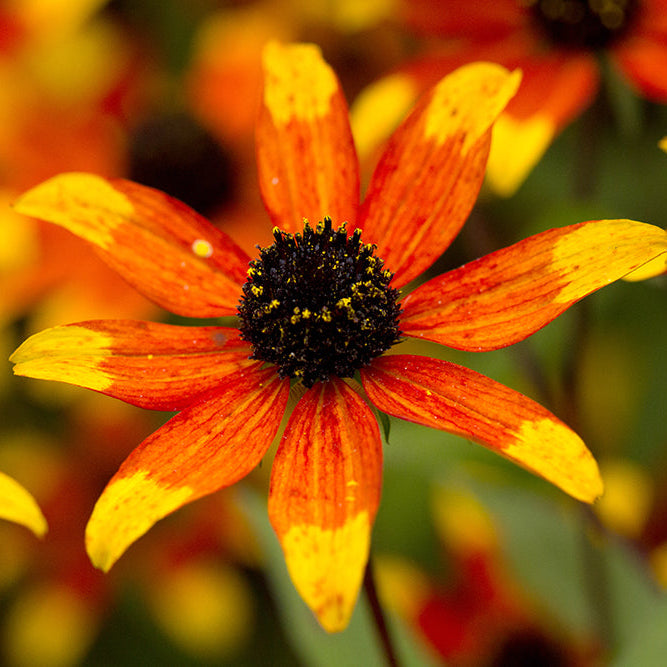 Rudbeckia triloba 'Prairie Glow' Brown Eyed Susan