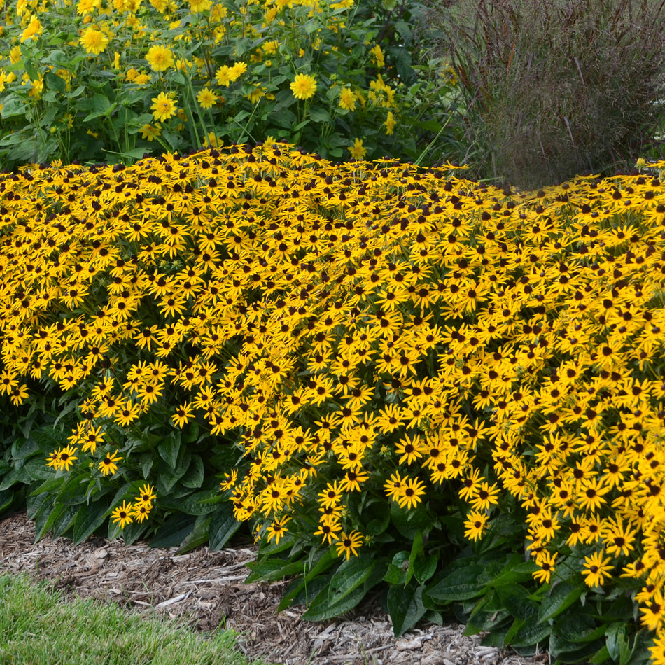 Rudbeckia Little Goldstar - Black Eye Susan