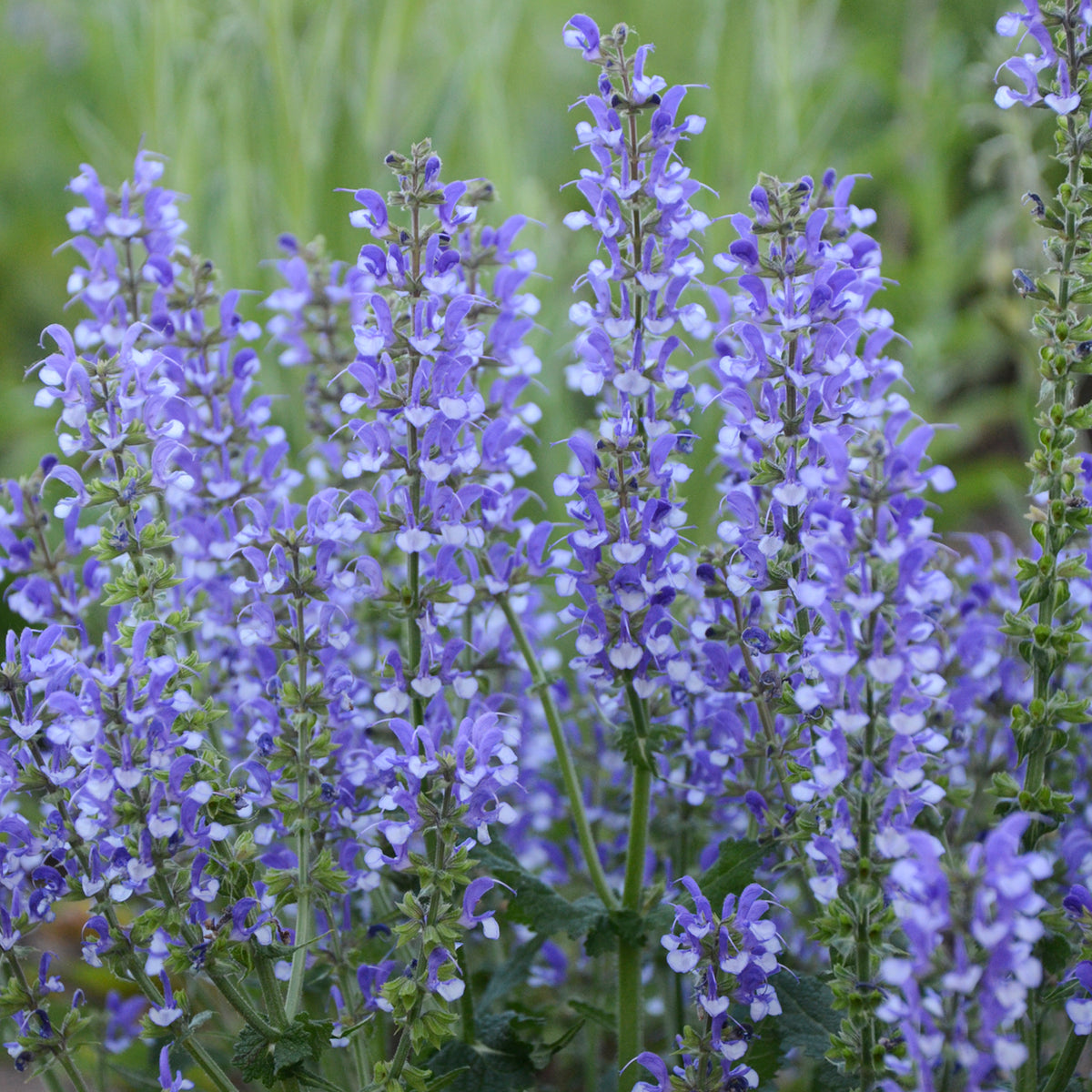 Salvia 'Azure Snow' COLOR SPIRES New Blooms Nursery