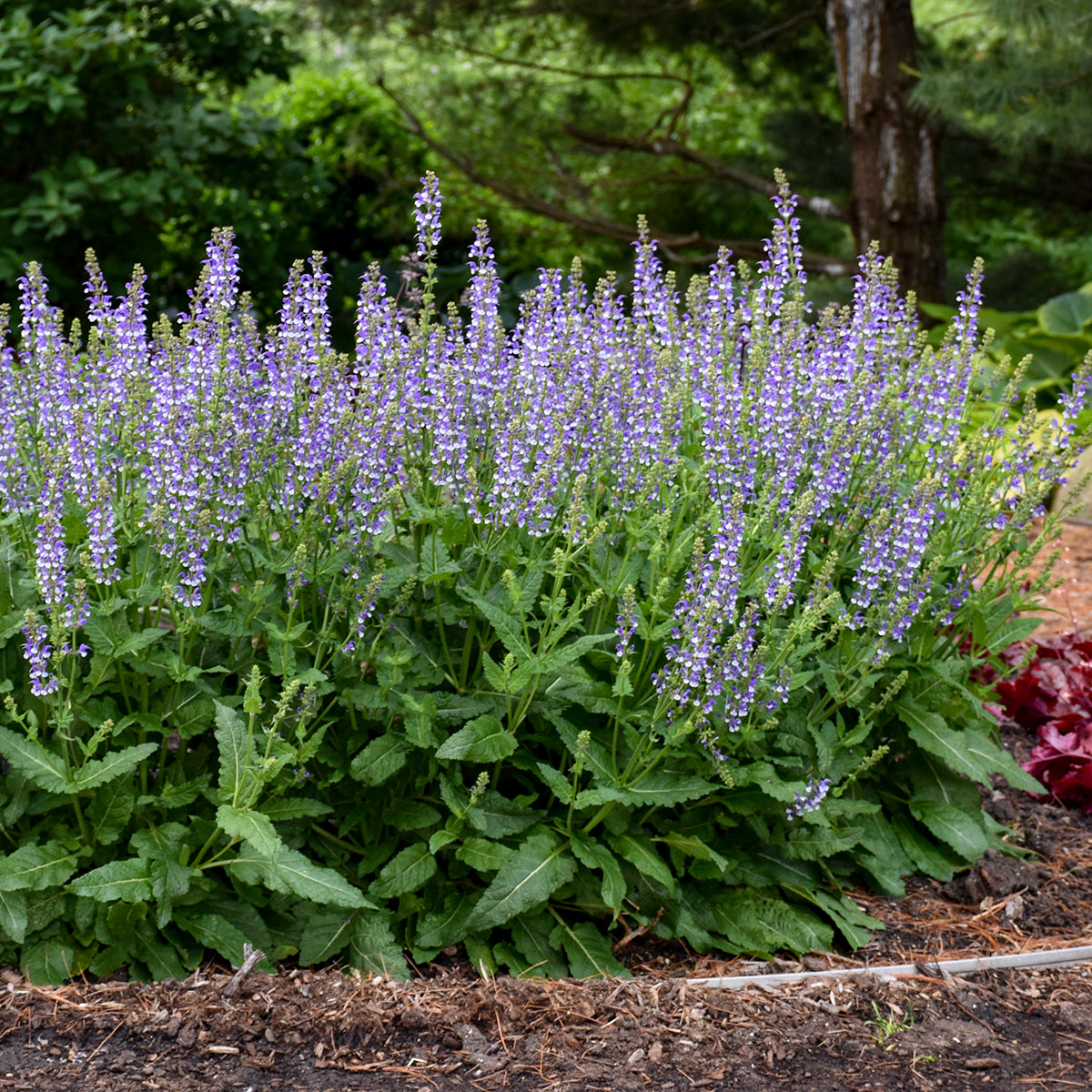 Salvia 'Azure Snow' COLOR SPIRES – New Blooms Nursery