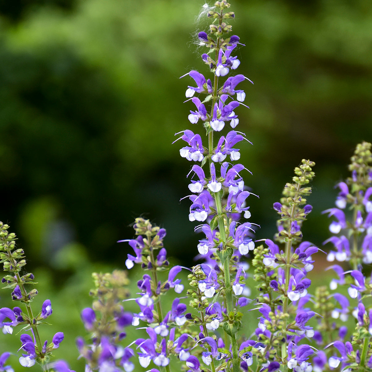 Salvia 'Azure Snow' COLOR SPIRES