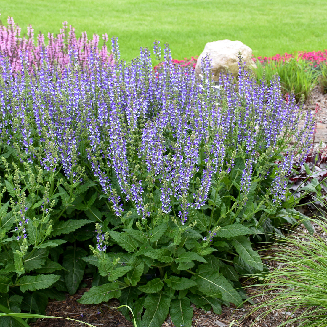 Salvia 'Azure Snow' COLOR SPIRES - Thumbnail 4