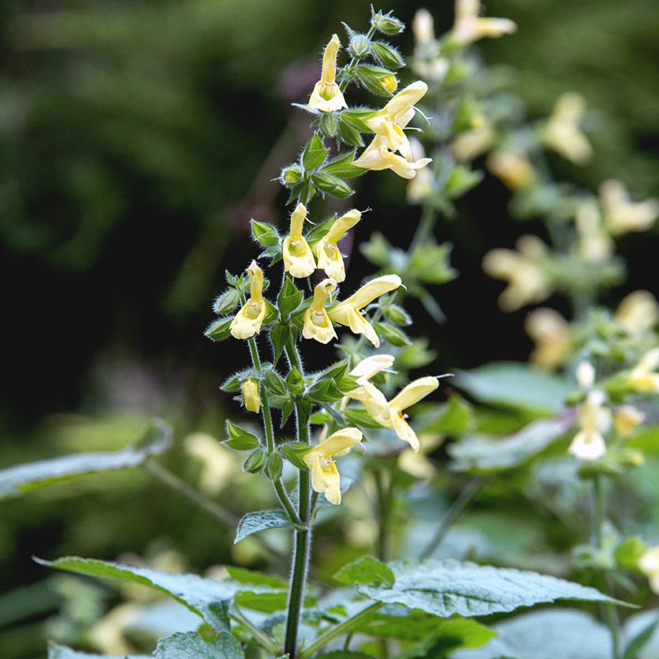 Japanese Yellow Sage - Salvia Koyamae