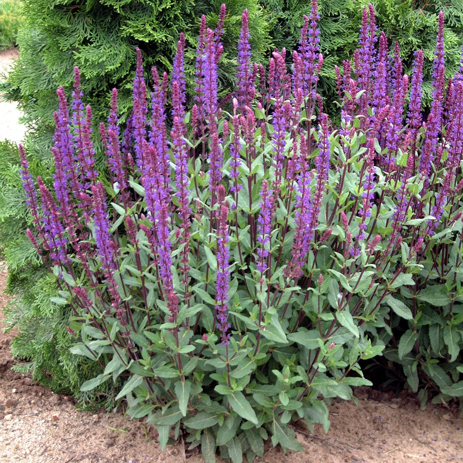 New Blooms Nursery Salvia nemorosa Caradonna - Thumbnail 2