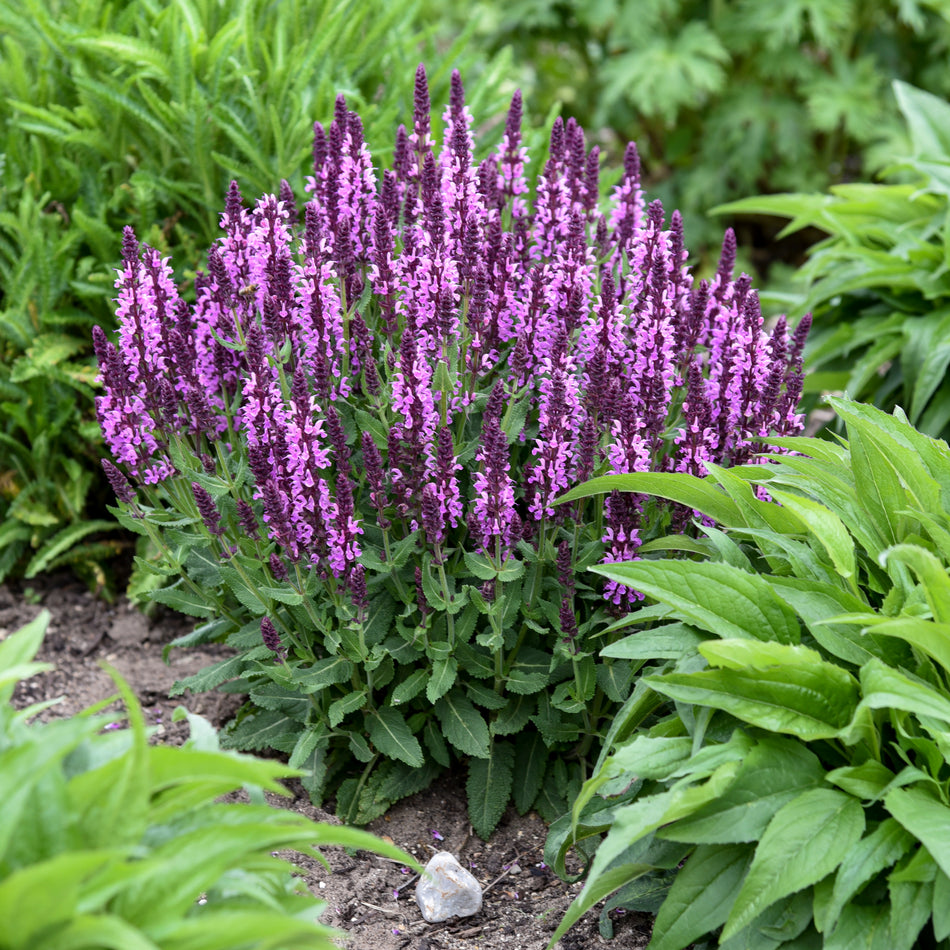 Salvia nemorosa Pink Profusion - Profusion Series