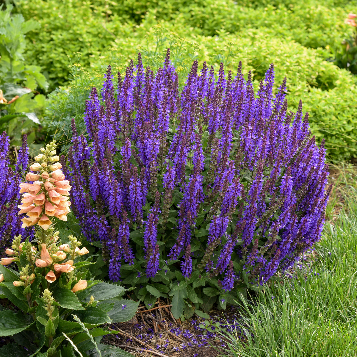 Salvia nemorosa Violet Profusion - Profusion Series – New Blooms Nursery