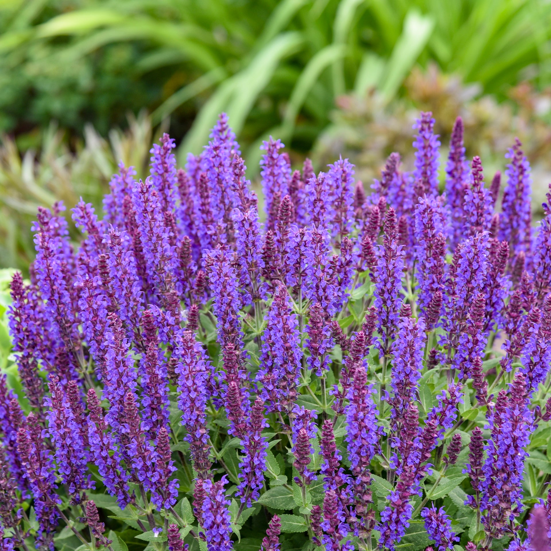 Salvia nemorosa Violet Profusion