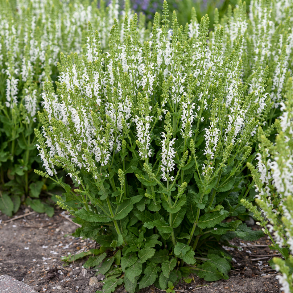 Salvia nemorosa White Profusion - Profusion Series